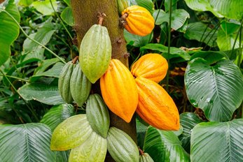 La Côte d’Ivoire et le Ghana à la rescousse des planteurs de cacao.
